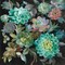 Floral Succulents Poster Print by Danhui Nai - Item # VARPDX32083
